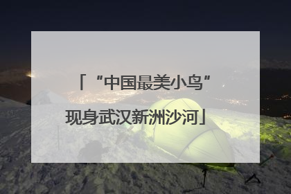 “中国最美小鸟”现身武汉新洲沙河