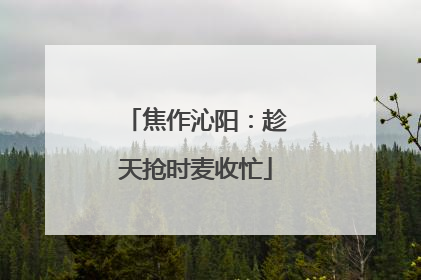 焦作沁阳：趁天抢时麦收忙