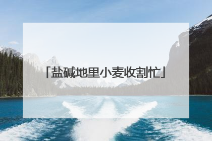 盐碱地里小麦收割忙