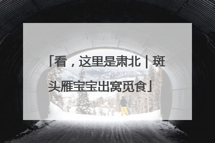 看，这里是肃北｜斑头雁宝宝出窝觅食