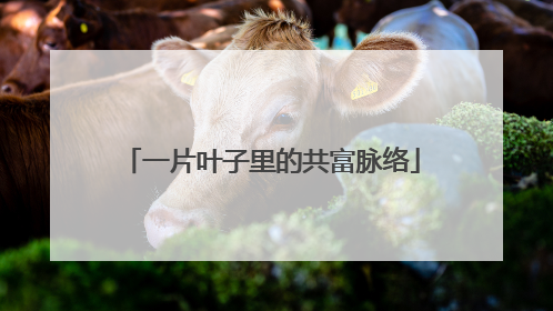 一片叶子里的共富脉络