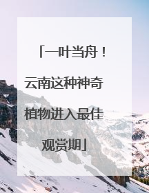 一叶当舟！云南这种神奇植物进入最佳观赏期