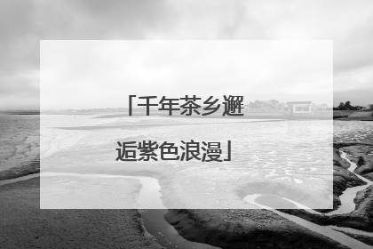千年茶乡邂逅紫色浪漫