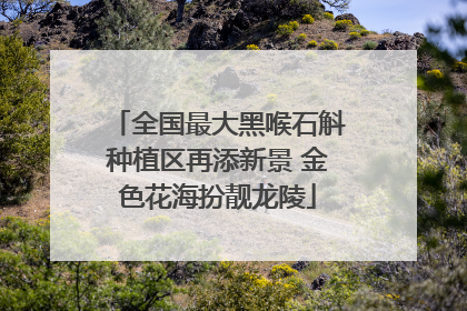 全国最大黑喉石斛种植区再添新景 金色花海扮靓龙陵