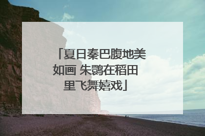 夏日秦巴腹地美如画 朱鹮在稻田里飞舞嬉戏