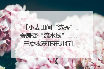 小麦田间“选秀”、蚕房变“流水线”……三夏收获正在进行