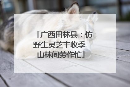 广西田林县：仿野生灵芝丰收季 山林间劳作忙