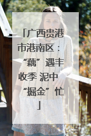 广西贵港市港南区：“藕”遇丰收季 泥中“掘金”忙