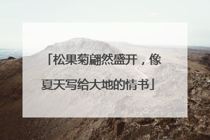 松果菊翩然盛开，像夏天写给大地的情书