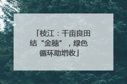 枝江：千亩良田结“金穗”，绿色循环助增收