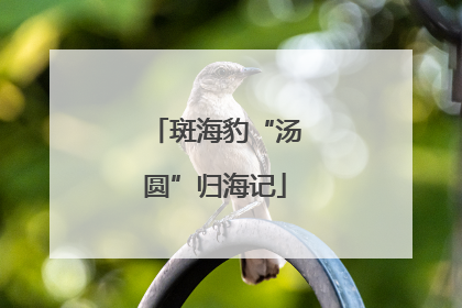 斑海豹“汤圆”归海记