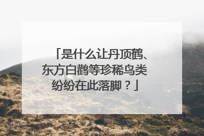 是什么让丹顶鹤、东方白鹳等珍稀鸟类纷纷在此落脚？