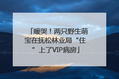 暖哭！两只野生萌宝在抚松林业局“住”上了VIP病房