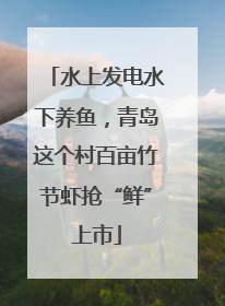 水上发电水下养鱼，青岛这个村百亩竹节虾抢“鲜”上市