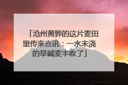 沧州黄骅的这片麦田里传来喜讯：一水未浇的旱碱麦丰收了