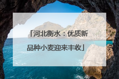 河北衡水：优质新品种小麦迎来丰收