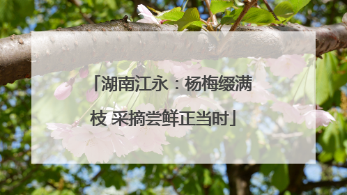 湖南江永：杨梅缀满枝 采摘尝鲜正当时