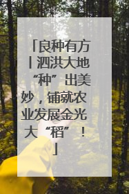 良种有方丨泗洪大地“种”出美妙，铺就农业发展金光大“稻”！