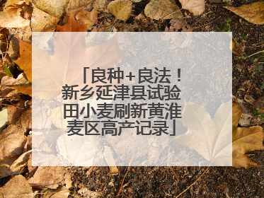 良种+良法！新乡延津县试验田小麦刷新黄淮麦区高产记录