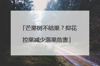芒果树不结果？抑花控果减少落果危害