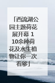 西流湖公园主题荷花展开幕 110余种荷花及水生植物让你一次看够