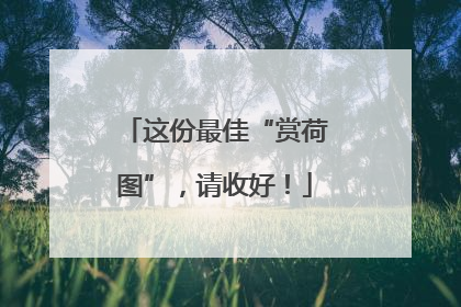 这份最佳“赏荷图”，请收好！
