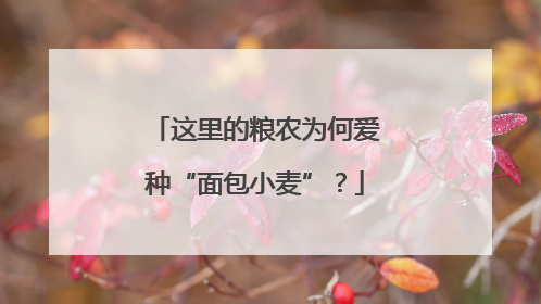 这里的粮农为何爱种“面包小麦”？