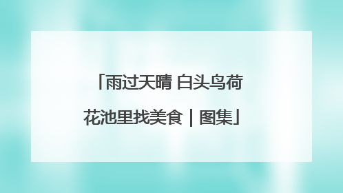 雨过天晴 白头鸟荷花池里找美食｜图集
