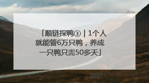 顺链探鸭③｜1个人就能管6万只鸭，养成一只鸭只需50多天
