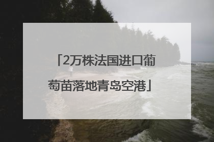2万株法国进口葡萄苗落地青岛空港